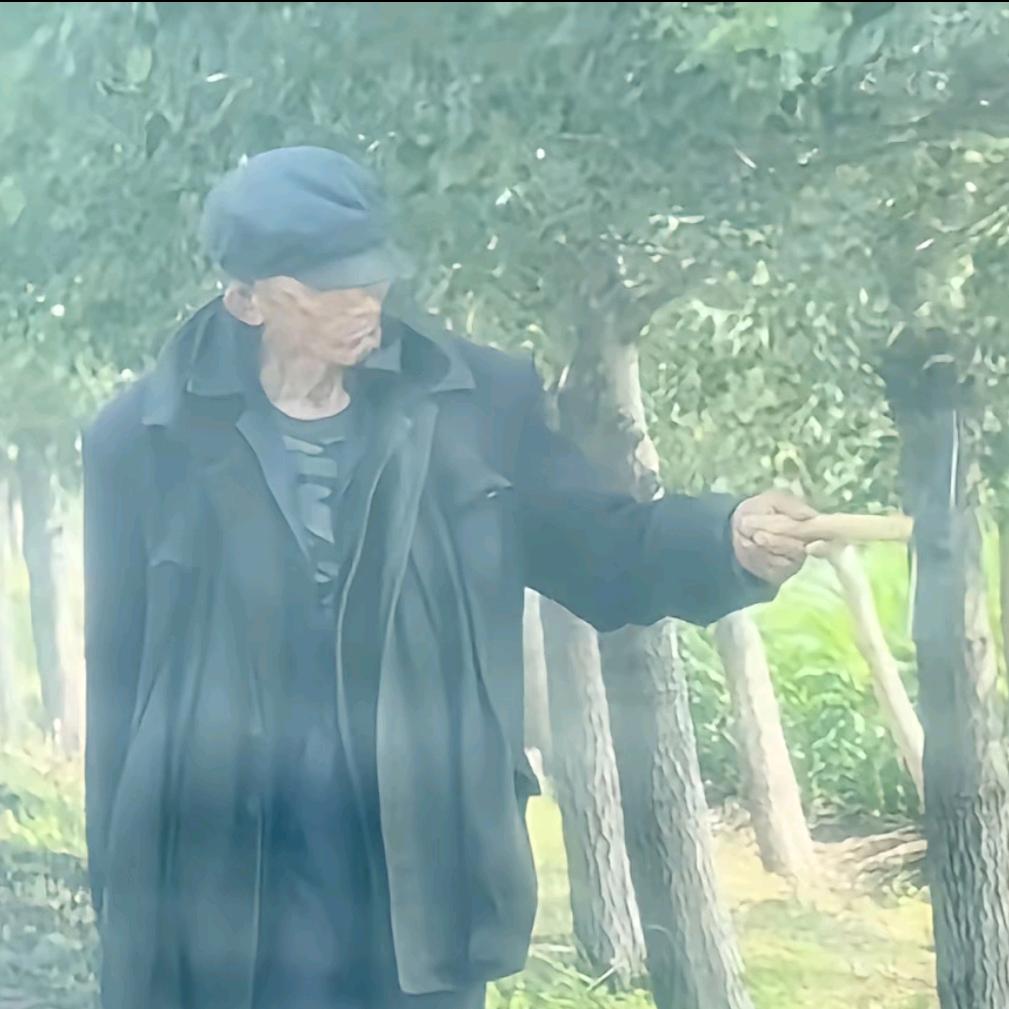 清风吹杨柳