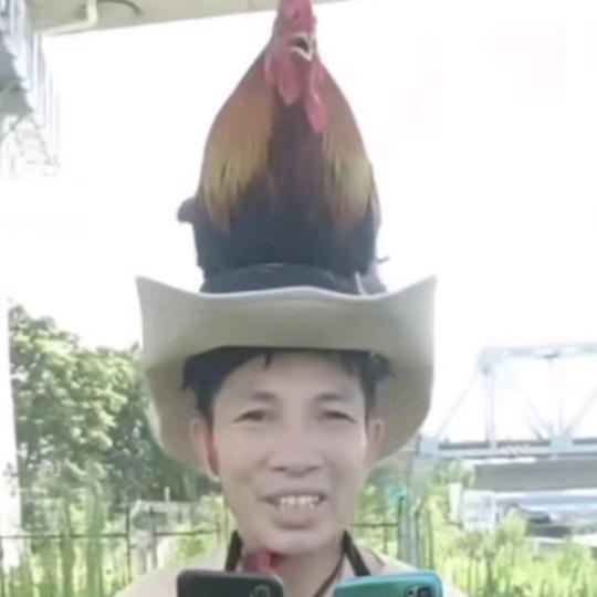 公鸡哥哥