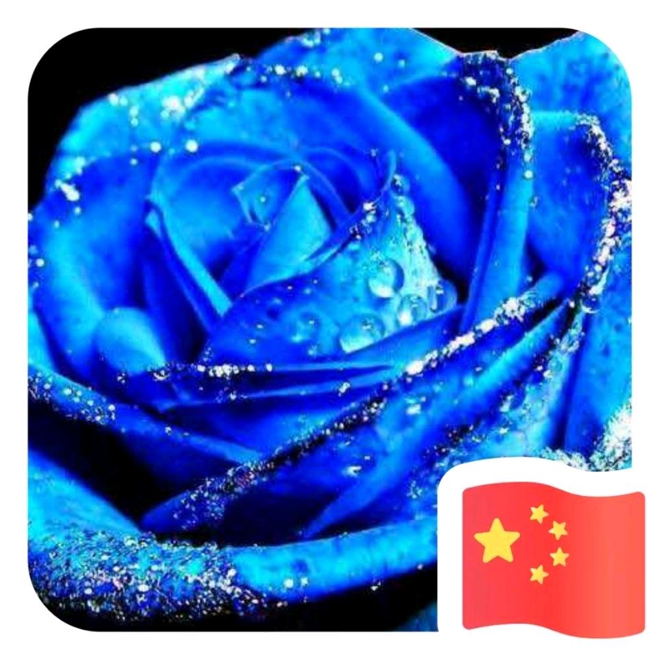 蓝色妖姬