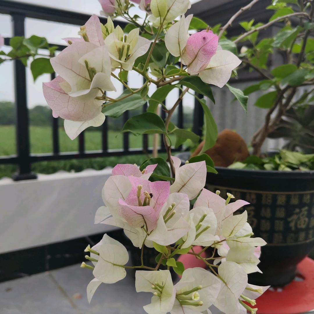 草莓🍓🎊❤️