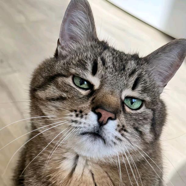 猫星人不爱吃猫粮