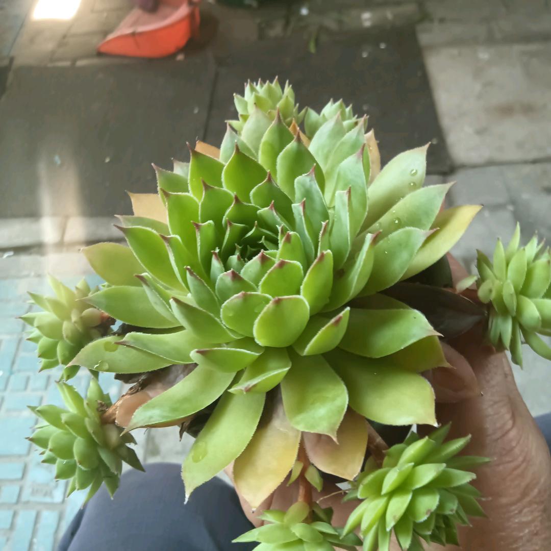 永远的神