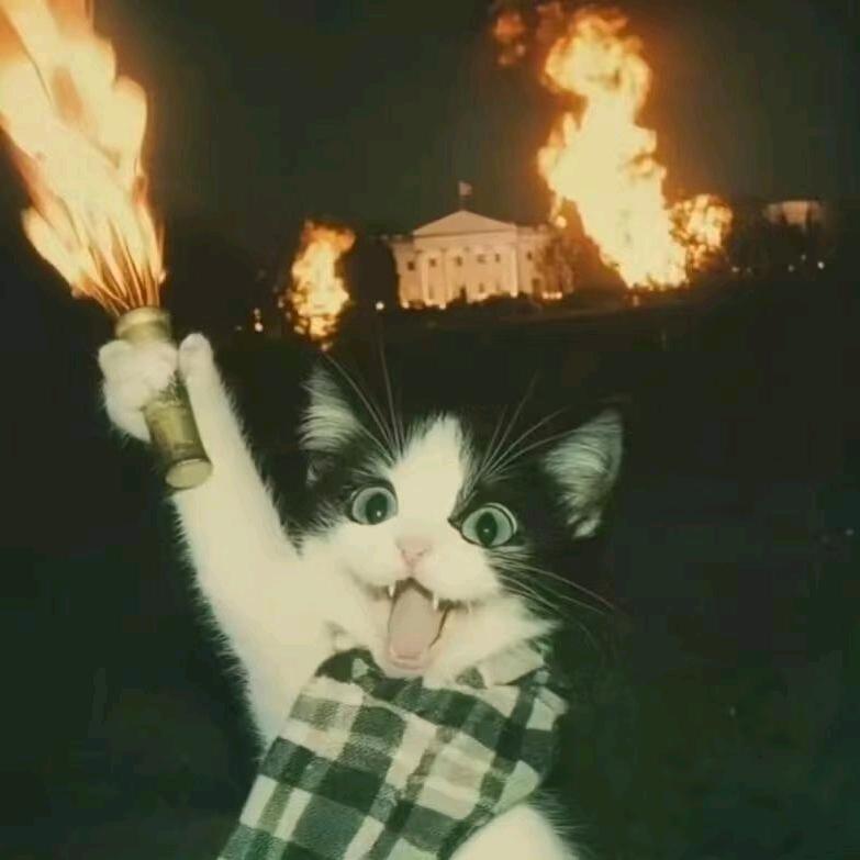 疯批小猫
