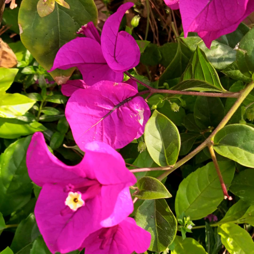 玲绣小铺89C