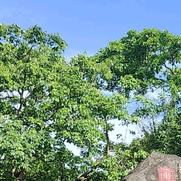 浪迹天涯