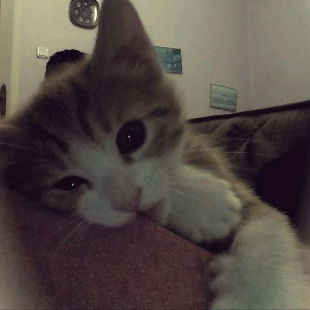 或许