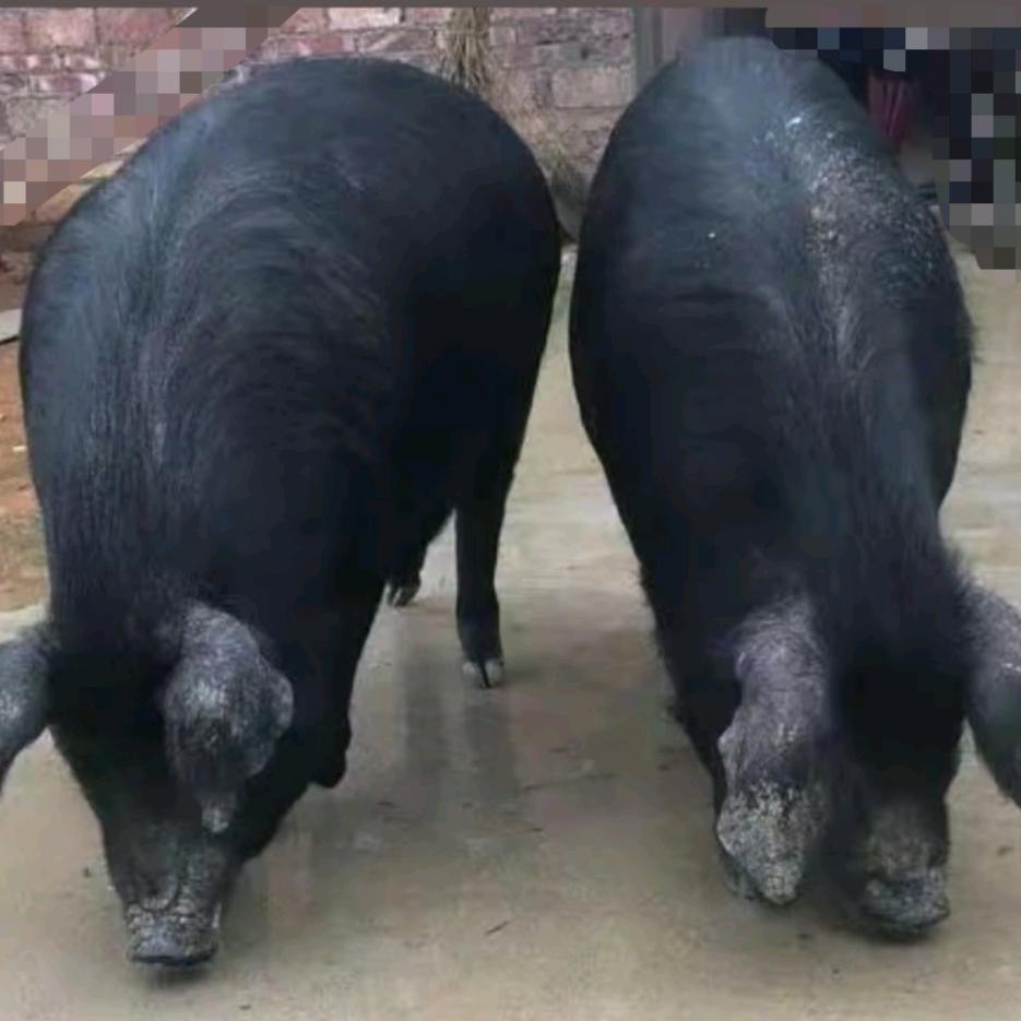 四妹乡下土猪肉