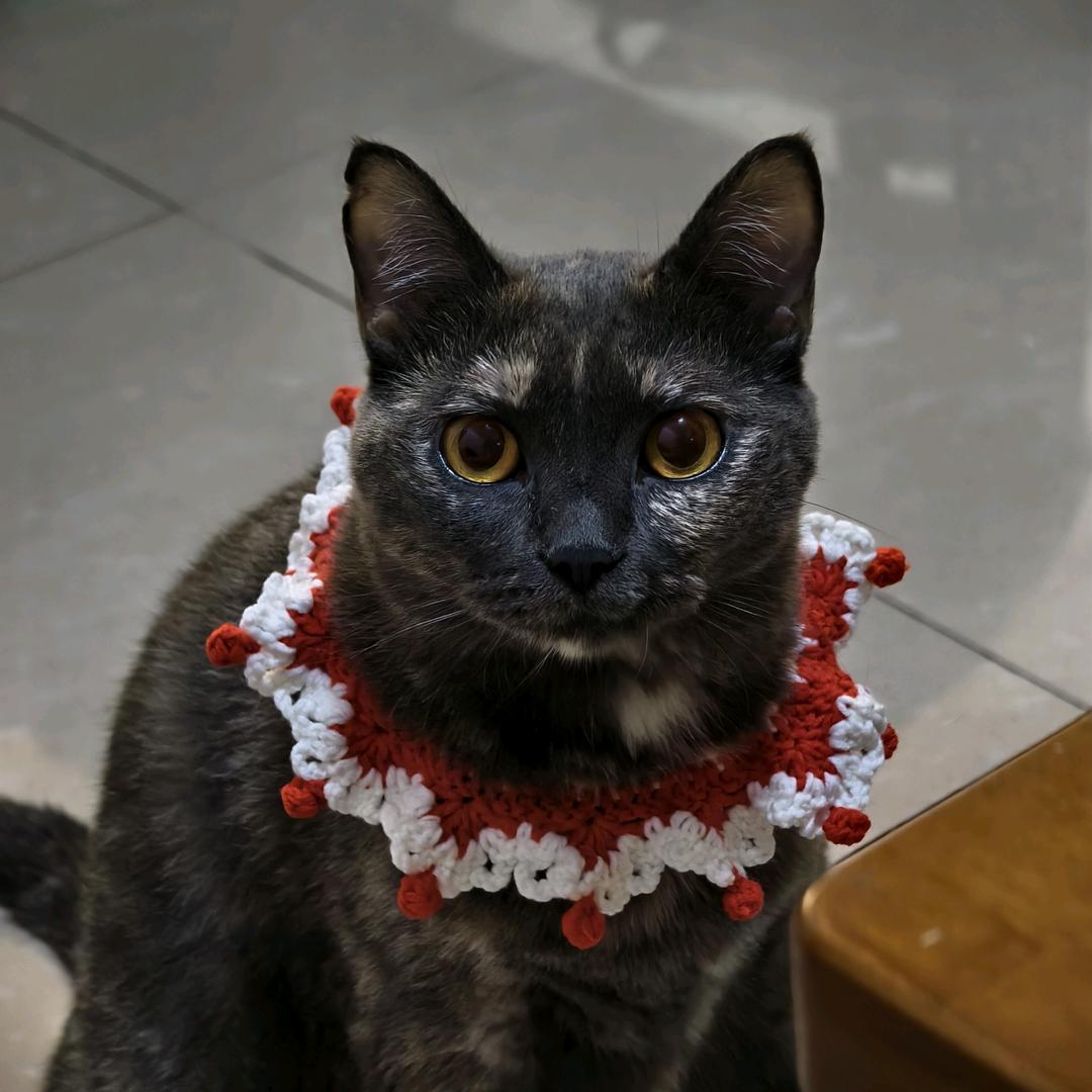 嚯嚯是只🐱