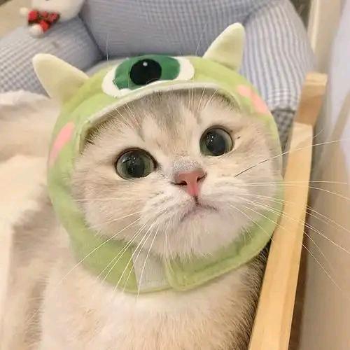 猫啊咪的