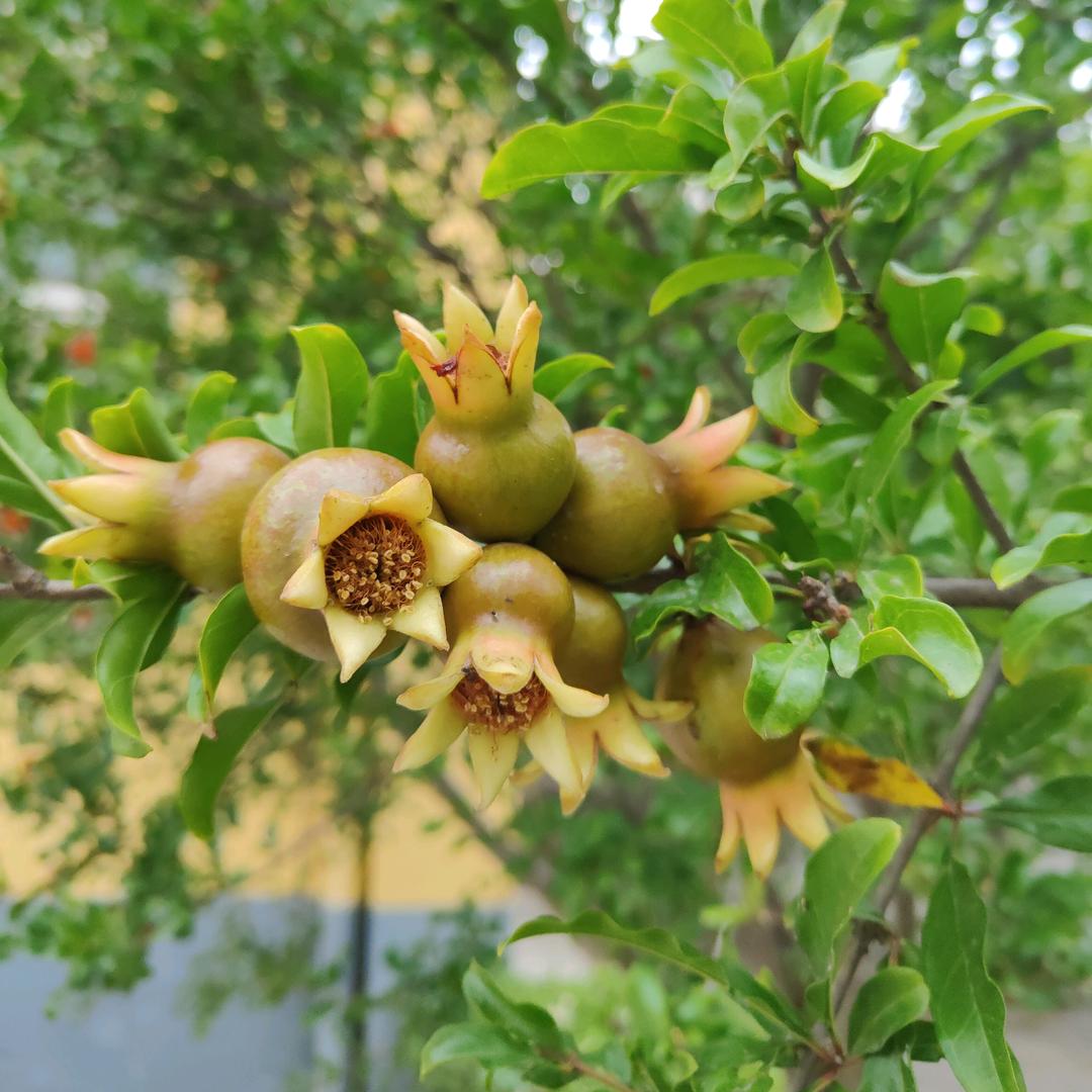 栀子花开zh