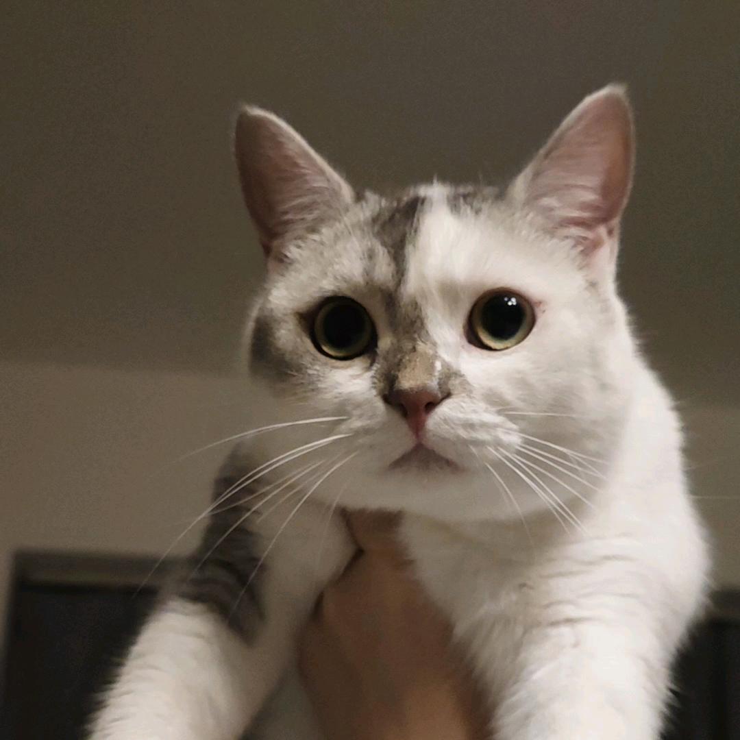 恶势力迷妹