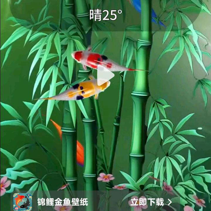 🌺等