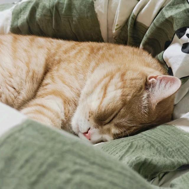 闪闪✨