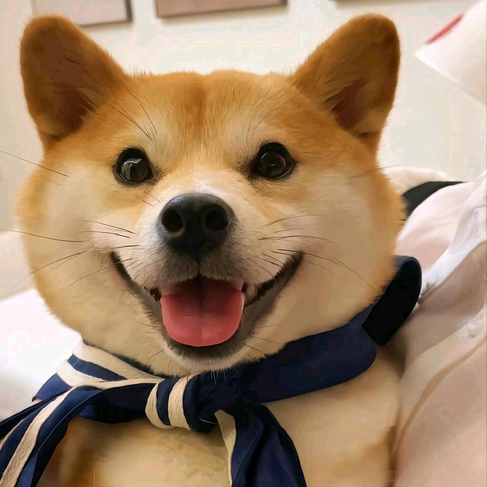 柴柴菌