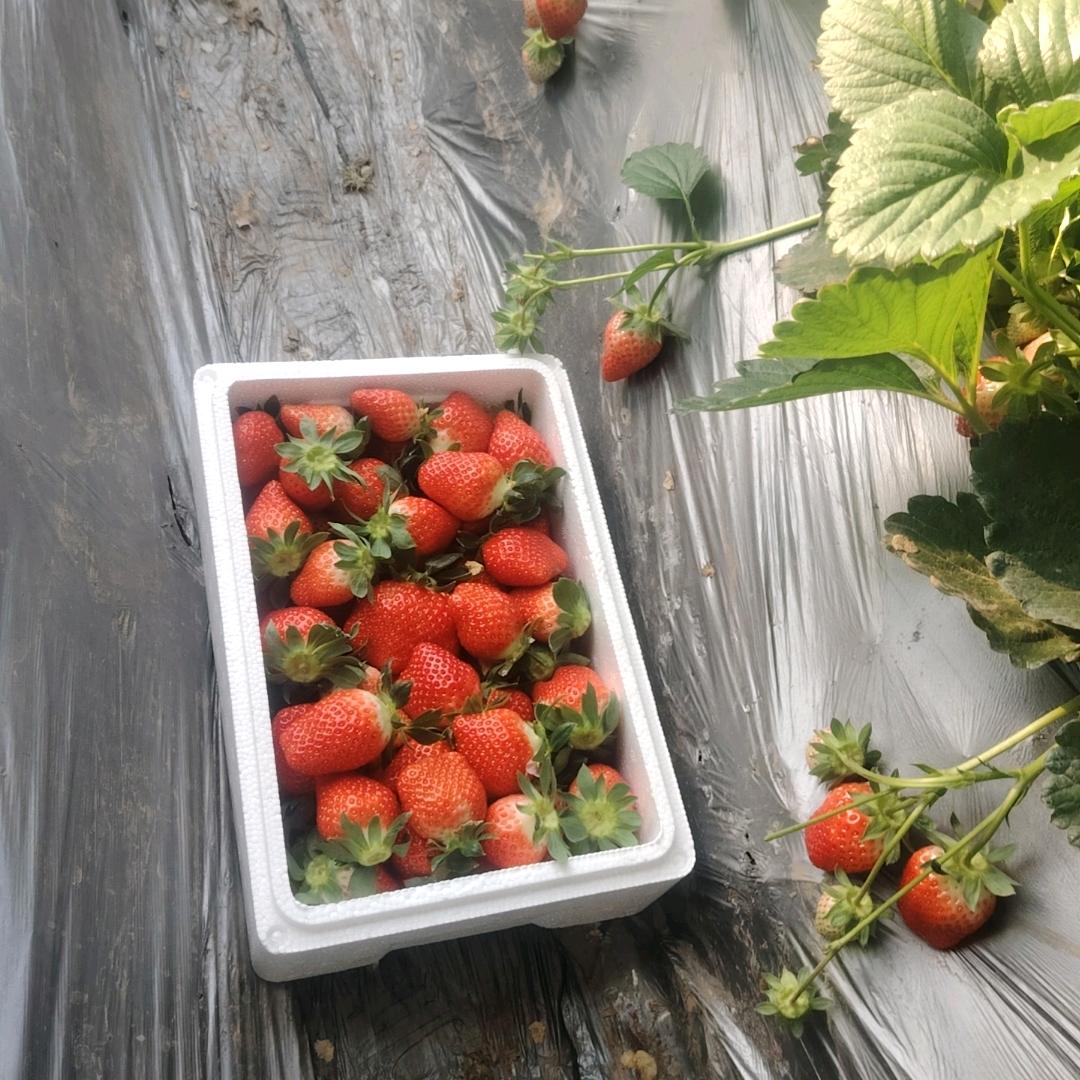 中国🇨🇳农产品【食居旅青岛】