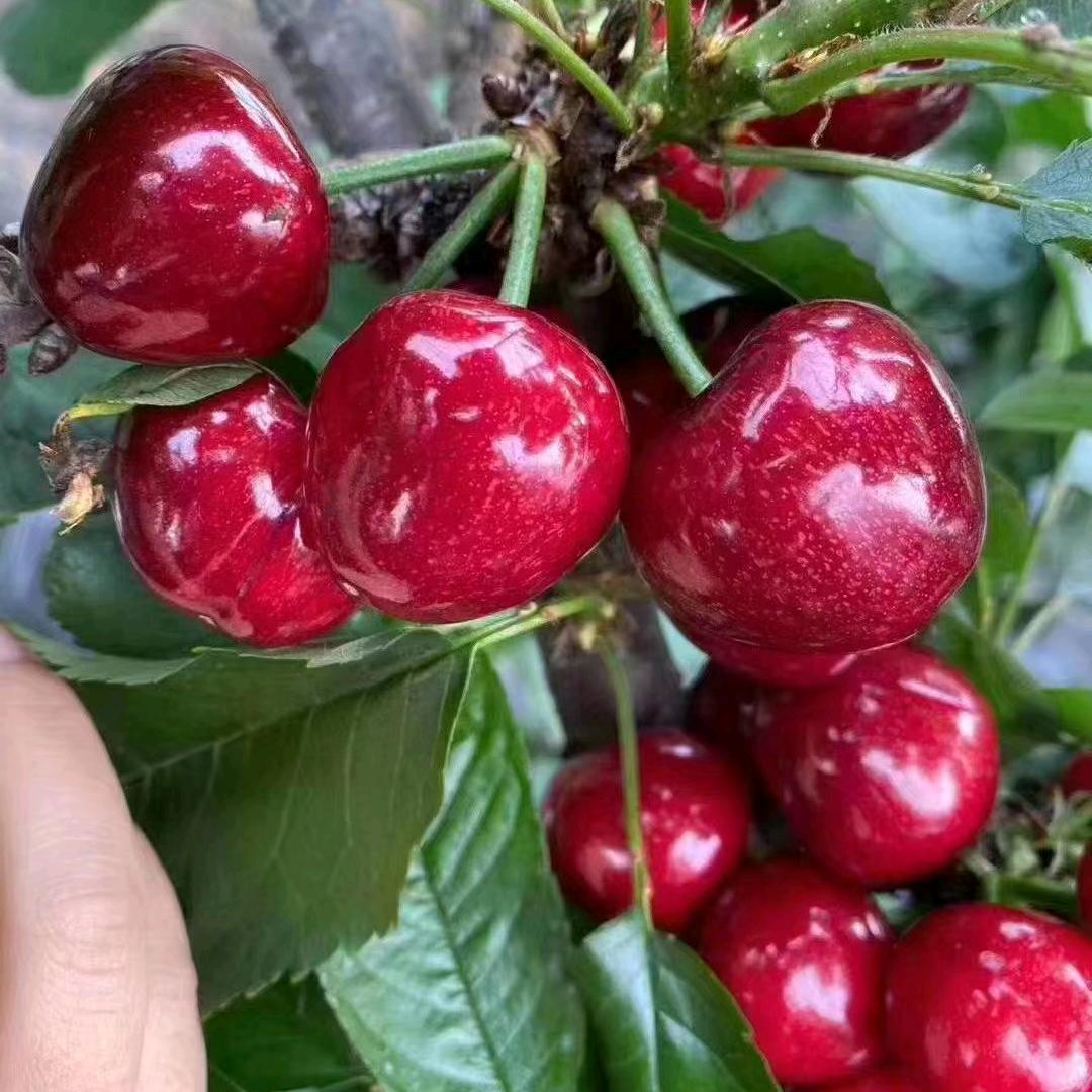 栖霞樱桃苹果
