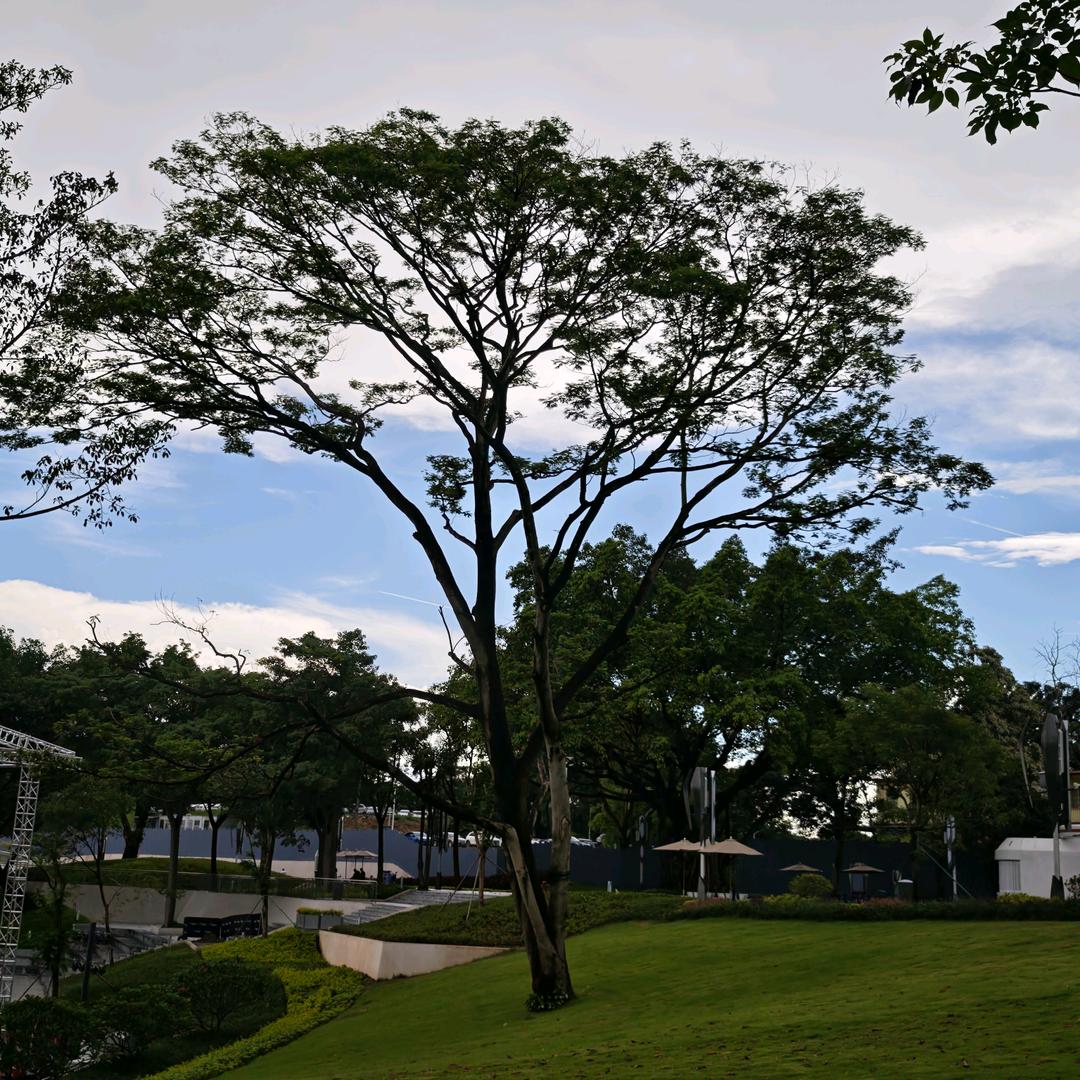 dudu