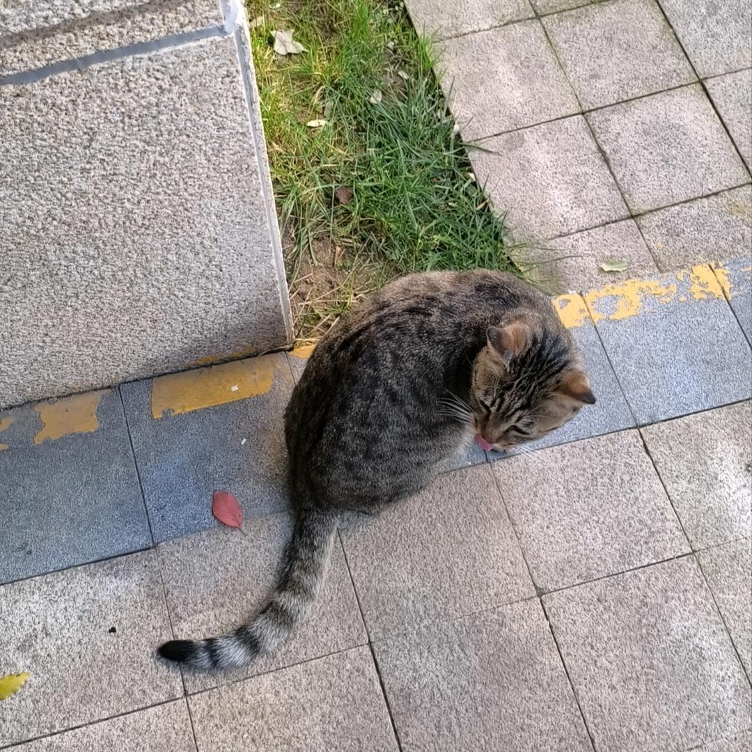 布龙路路通