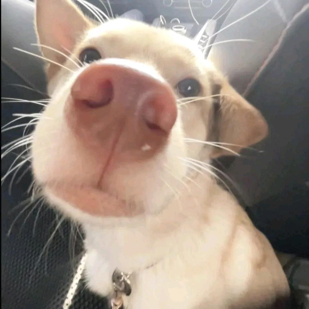 以东【流放之路2】