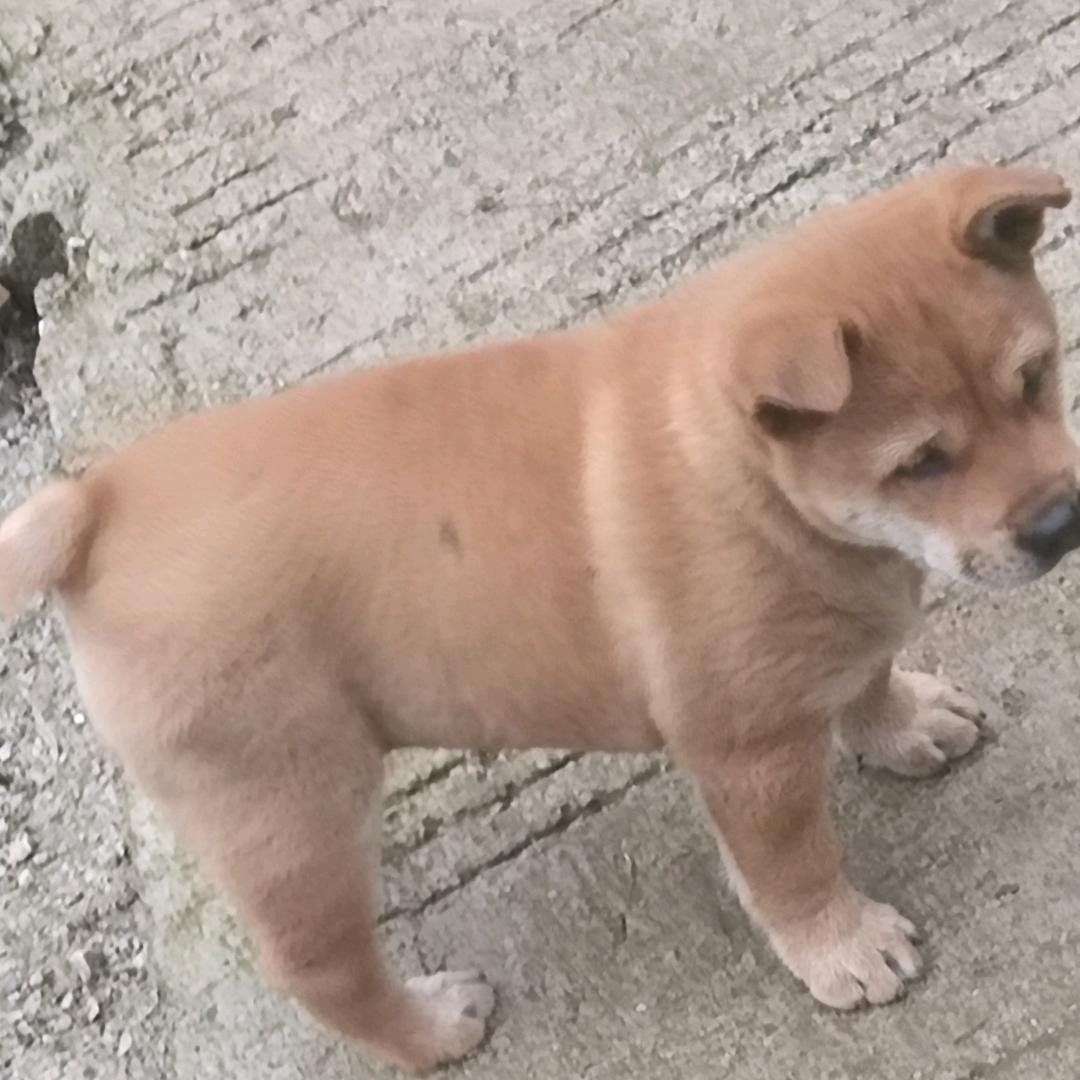 小廷珩