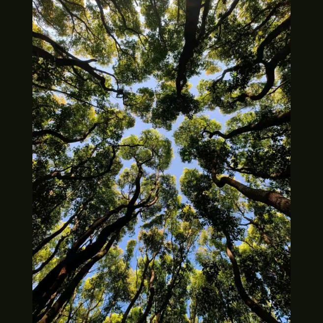 沉默无语的胖子