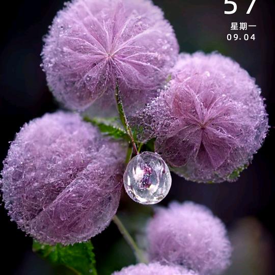 🥀᭄旧梦꧔ꦿᩚ颜ꦿྀ💕