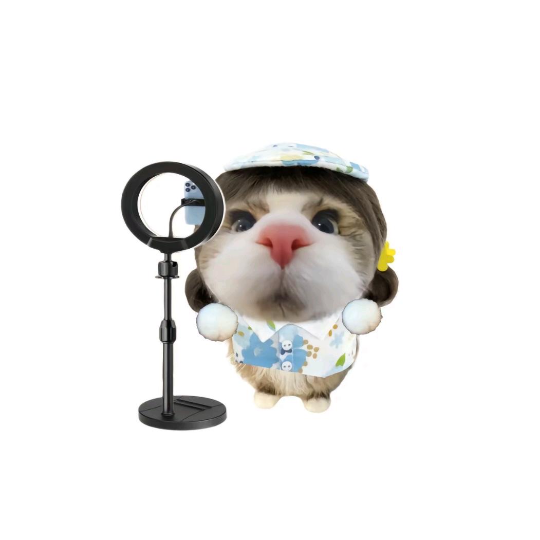 衡水猫姐（宽带 流量卡版）