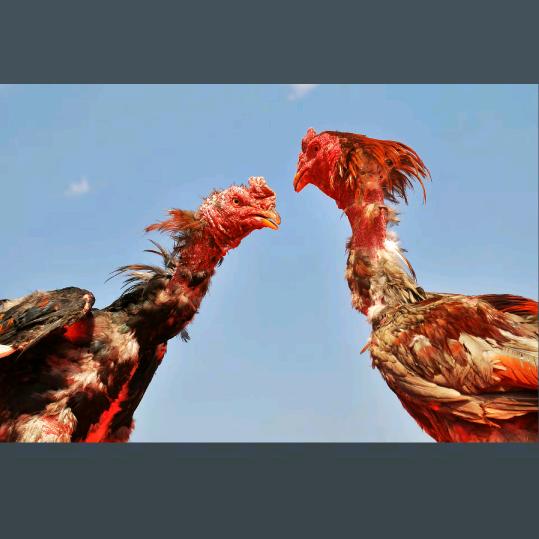 大宋聊斗鸡🐔