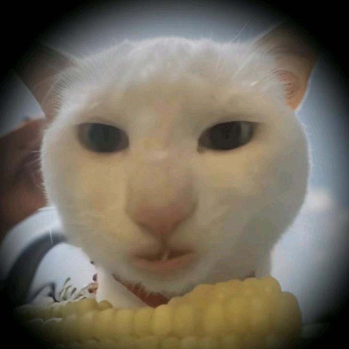 帅粽
