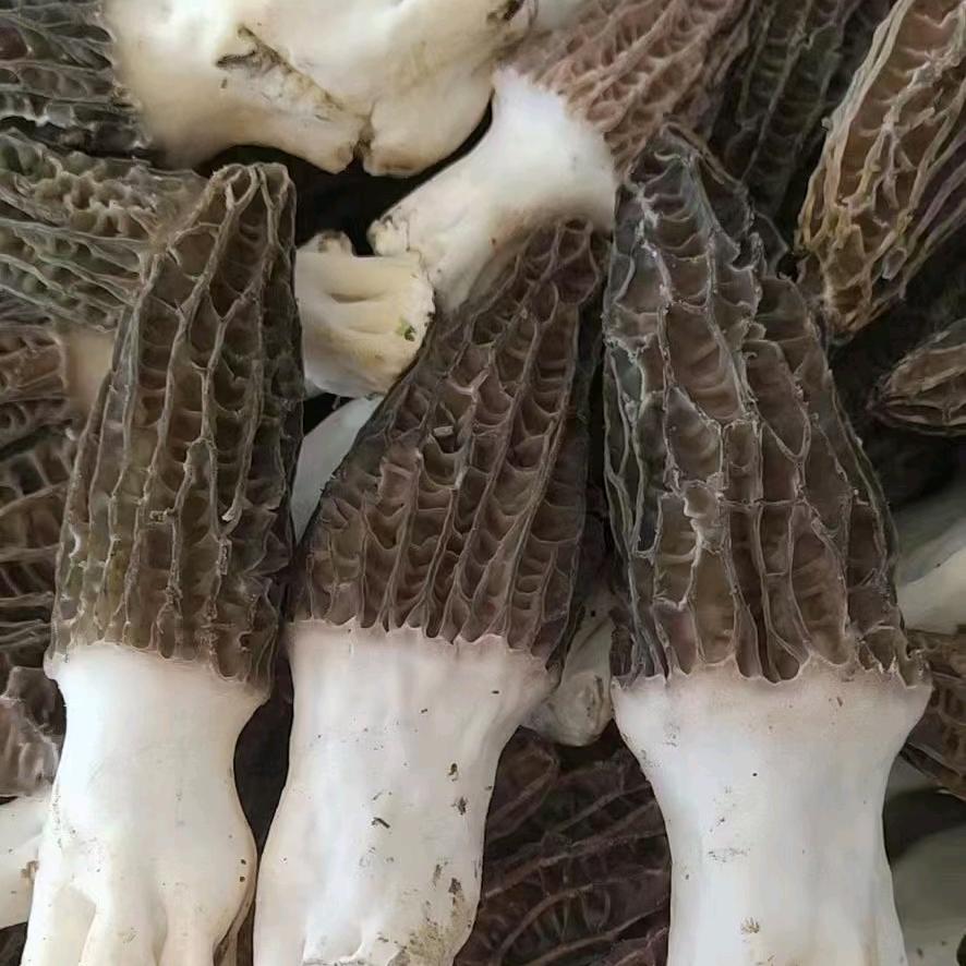 久雄菌菇坊