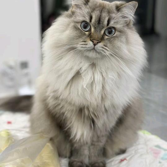 筑肌期