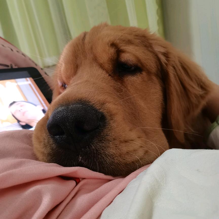 果冻家🉐小布丁