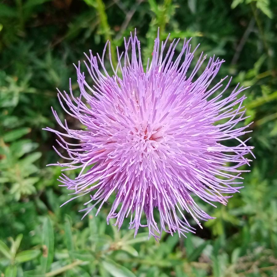 风起花落
