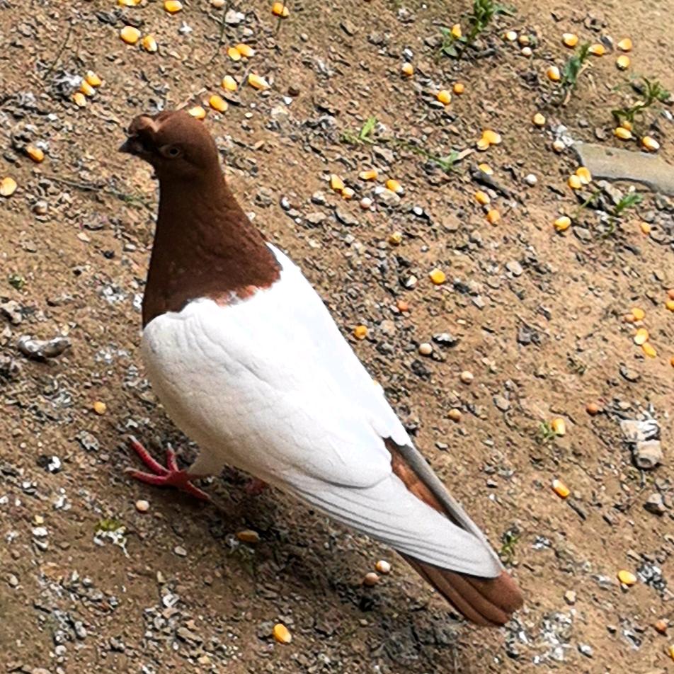 渤馨爱鸽子(鸽业)
