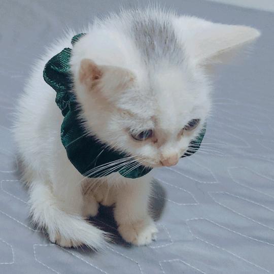 苏紫