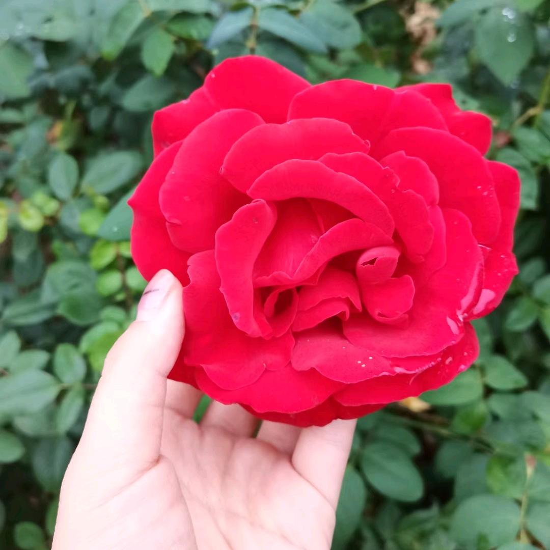 🌶孤酒🥀醉人心🍁