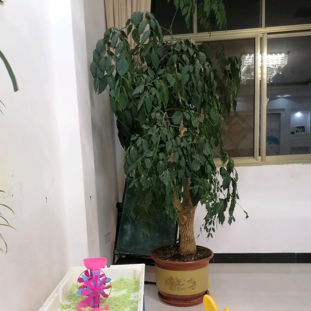 相儒以沫🎉