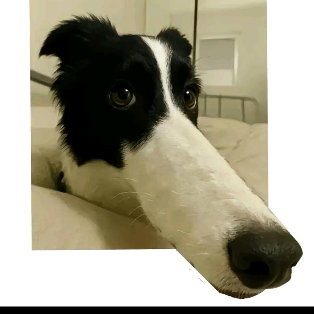 天天比狗困