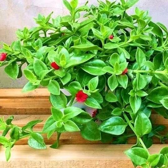 玫瑰🌹