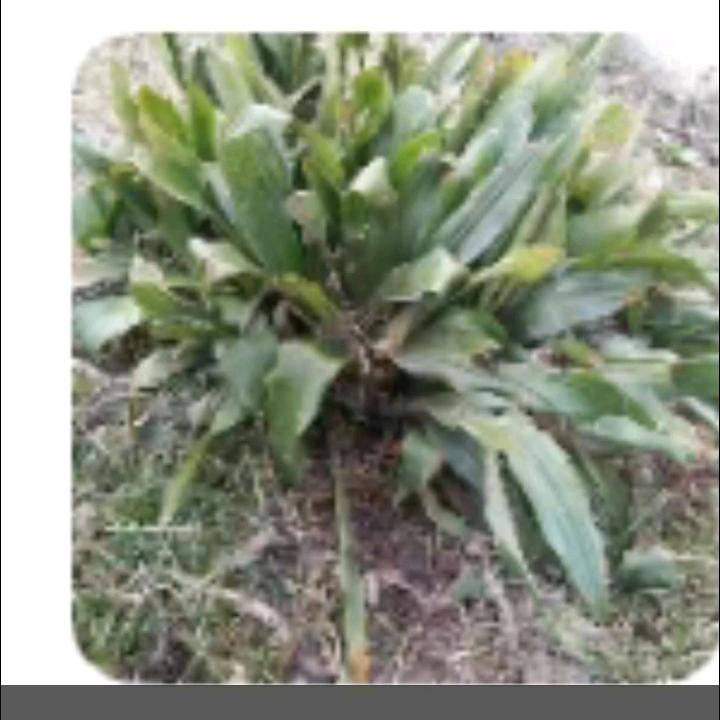 小草根
