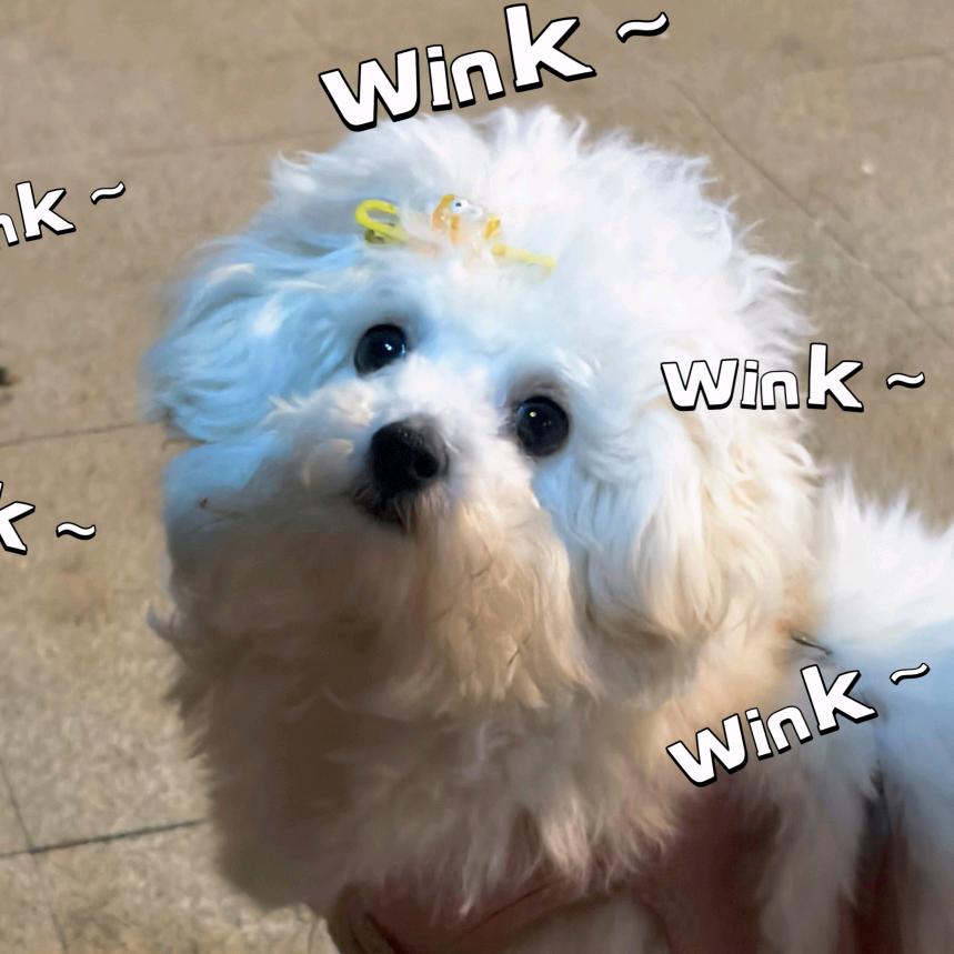 旺财是只潦草小狗（注销中）