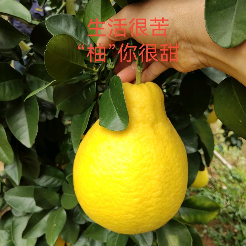 小周水果摊巜哪啦路口》谭