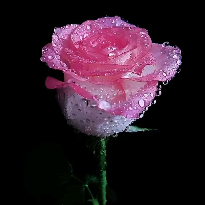 liang（首播筹备中）