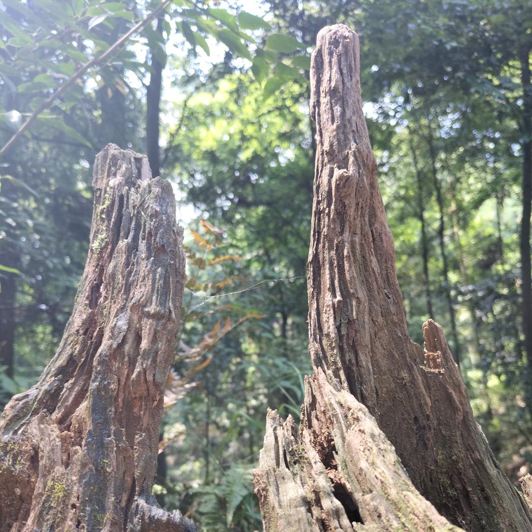 在内蒙古的阿隽