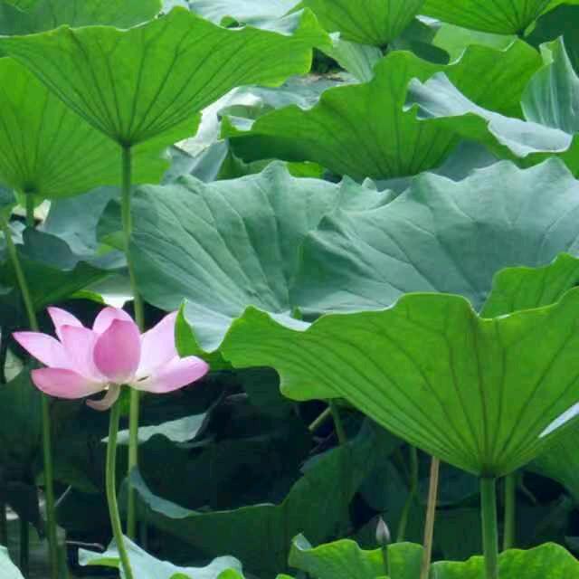 生活1688