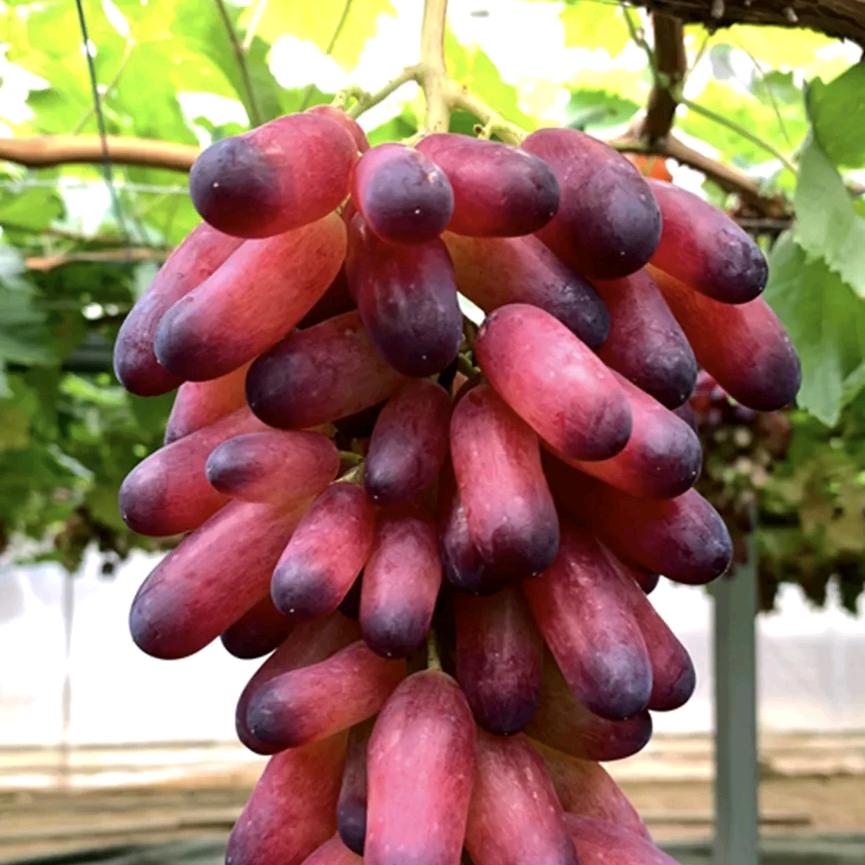 味蕾游记农业优品店