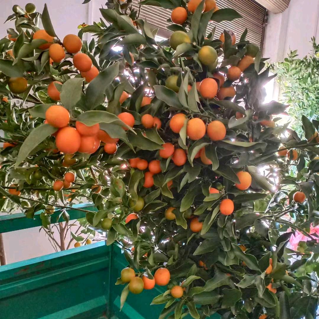 桔子树苗