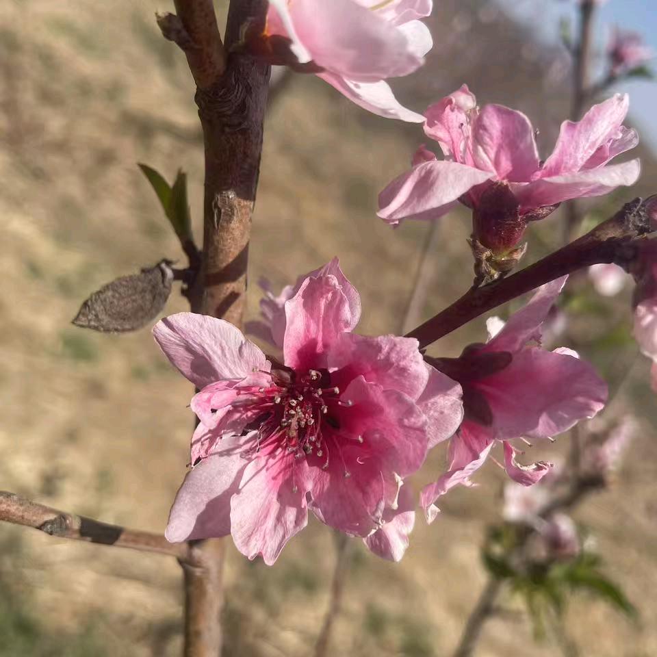 Y头