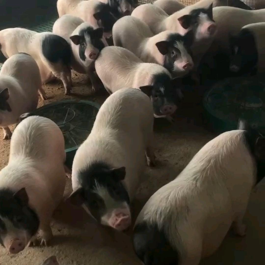 昌万香猪养殖场