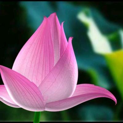 花都听荷